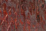 Polished Stromatolite (Collenia) Slab - Minnesota #326059-1